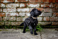 Somerset Pet Photography