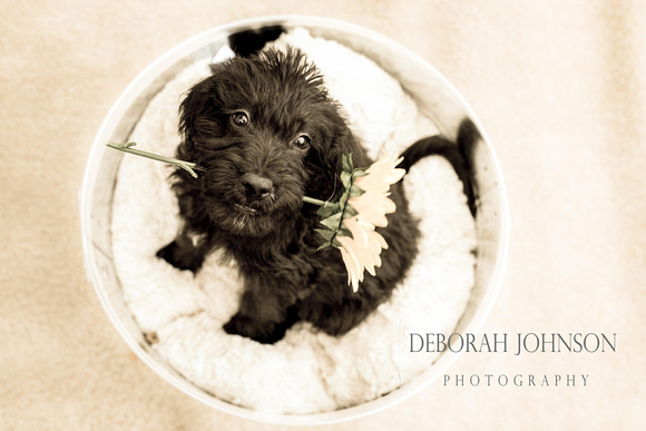 Devon_Pet_Portrait_Photography_Deborah_Johnson_Labradoodle_15