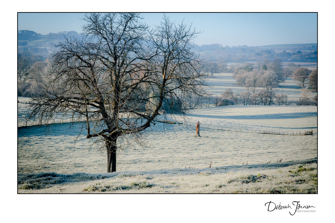 Winter's morning in Somerset 