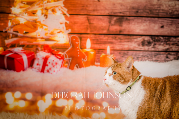 Christmas Mini session with leigh-Lin and Pixie