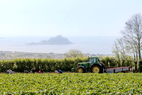 Cornish potato havest on the family farm with Philip and Denise Pryor and children Amy and Warwick