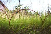 Hambridge Seeds summer meadow