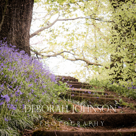 Neroche Bluebells-6255