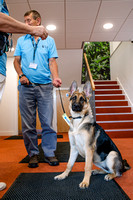 Guide Dog-0783