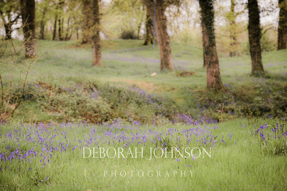 Neroche Bluebells-6221